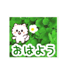 動く☆大人やさしいポメラニアンと野の花（個別スタンプ：2）