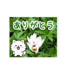 動く☆大人やさしいポメラニアンと野の花（個別スタンプ：4）