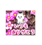 動く☆大人やさしいポメラニアンと野の花（個別スタンプ：8）