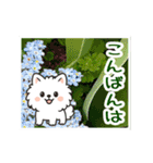動く☆大人やさしいポメラニアンと野の花（個別スタンプ：11）