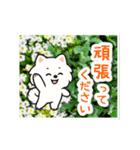 動く☆大人やさしいポメラニアンと野の花（個別スタンプ：13）