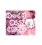動く☆大人やさしいポメラニアンと野の花（個別スタンプ：16）