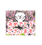 動く☆大人やさしいポメラニアンと野の花（個別スタンプ：19）