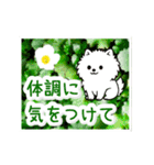 動く☆大人やさしいポメラニアンと野の花（個別スタンプ：21）
