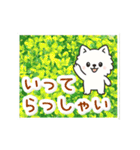 動く☆大人やさしいポメラニアンと野の花（個別スタンプ：24）