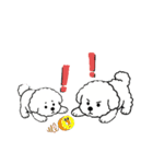 ビションフリーゼ 日常会話フランス語（個別スタンプ：24）
