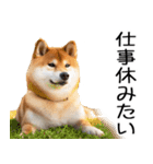 やる気がない柴犬 2（個別スタンプ：3）