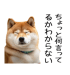 やる気がない柴犬 2（個別スタンプ：6）