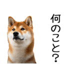 やる気がない柴犬 2（個別スタンプ：7）