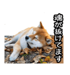 やる気がない柴犬 2（個別スタンプ：9）