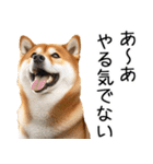やる気がない柴犬 2（個別スタンプ：13）