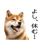 やる気がない柴犬 2（個別スタンプ：14）