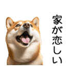やる気がない柴犬 2（個別スタンプ：16）