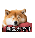 やる気がない柴犬 2（個別スタンプ：17）