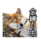 やる気がない柴犬 2（個別スタンプ：18）