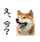 やる気がない柴犬 2（個別スタンプ：20）