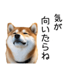 やる気がない柴犬 2（個別スタンプ：21）