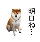 やる気がない柴犬 2（個別スタンプ：22）