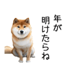 やる気がない柴犬 2（個別スタンプ：24）