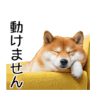 やる気がない柴犬 2（個別スタンプ：25）