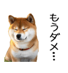 やる気がない柴犬 2（個別スタンプ：26）