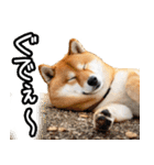 やる気がない柴犬 2（個別スタンプ：27）
