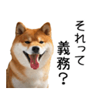 やる気がない柴犬 2（個別スタンプ：28）