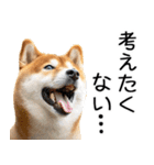 やる気がない柴犬 2（個別スタンプ：29）