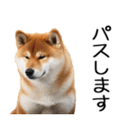 やる気がない柴犬 2（個別スタンプ：30）