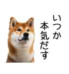 やる気がない柴犬 2（個別スタンプ：33）