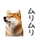 やる気がない柴犬 2（個別スタンプ：34）