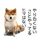 やる気がない柴犬 2（個別スタンプ：35）