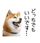 やる気がない柴犬 2（個別スタンプ：36）