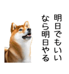 やる気がない柴犬 2（個別スタンプ：37）