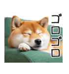 やる気がない柴犬 2（個別スタンプ：38）