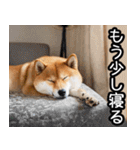 やる気がない柴犬 2（個別スタンプ：39）