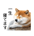 やる気がない柴犬 2（個別スタンプ：40）