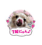 マシロとコウメ（個別スタンプ：6）