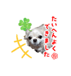 マシロとコウメ（個別スタンプ：9）