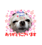マシロとコウメ（個別スタンプ：14）