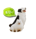 犬と猫 普段使い（個別スタンプ：1）