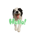犬と猫 普段使い（個別スタンプ：2）