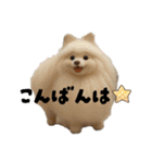 犬と猫 普段使い（個別スタンプ：3）