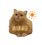 犬と猫 普段使い（個別スタンプ：4）