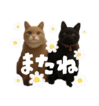 犬と猫 普段使い（個別スタンプ：6）
