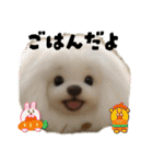 犬と猫 普段使い（個別スタンプ：9）