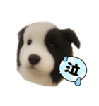 犬と猫 普段使い（個別スタンプ：12）