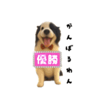 犬と猫 普段使い（個別スタンプ：15）