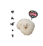 犬と猫 普段使い（個別スタンプ：16）
