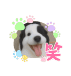 犬と猫 普段使い（個別スタンプ：18）